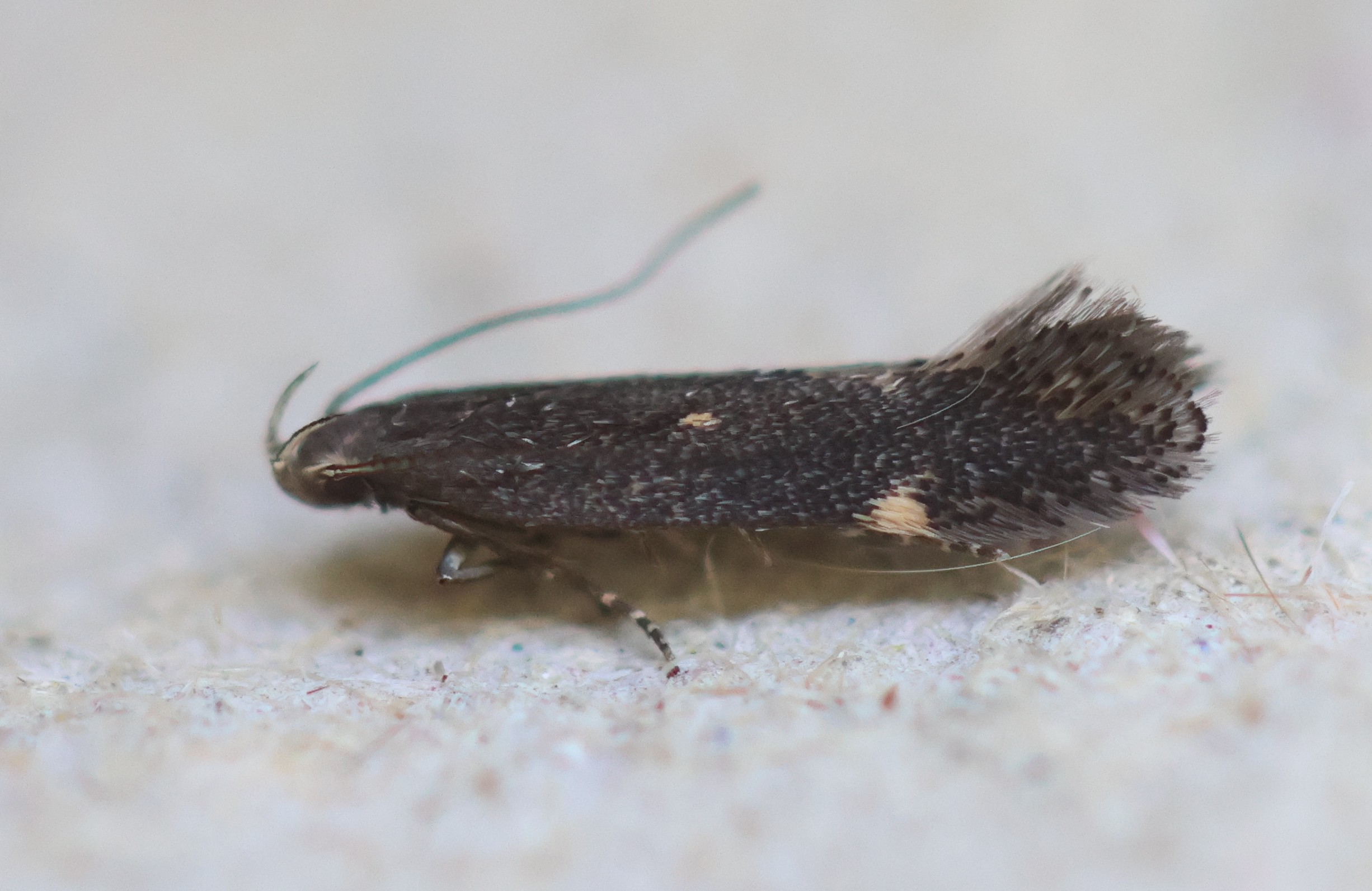 Photo of Vetch Sober (Aproaerema anthyllidella)